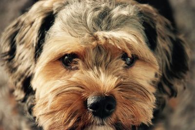 Close-up of portrait of dog