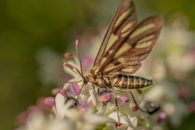 Close-up of butterfly on flower