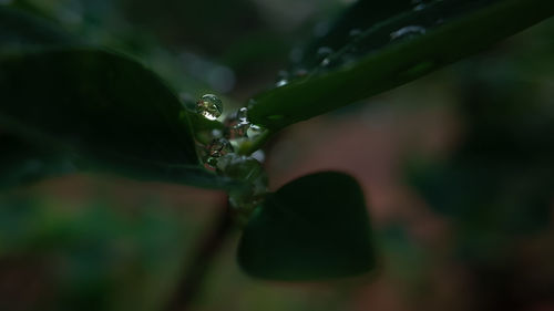 Close-up of water drops on plant