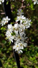 Close-up of white flowering plant