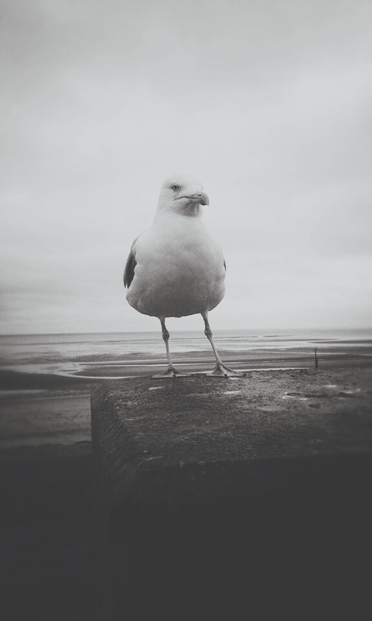 sea, one animal, animal themes, horizon over water, bird, beach, seagull, sky, water, animals in the wild, wildlife, shore, nature, perching, beauty in nature, sand, full length, day, outdoors, tranquil scene