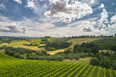 Scenic view of agricultural field against sky