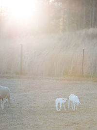 Sheep in field 