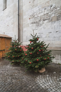 Christmas tree on footpath by street against building