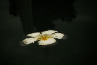 Close-up of white flower