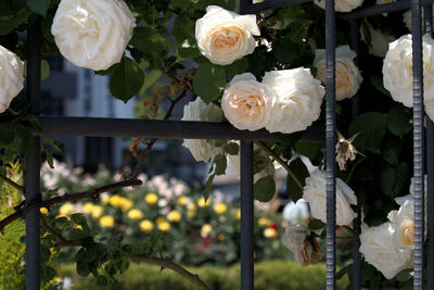 Close-up of white roses blooming outdoors