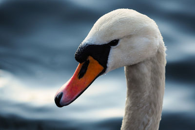 Close-up of swan