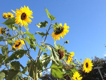 Low angle view of sunflower