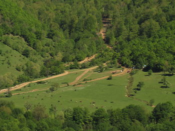 High angle view of green landscape