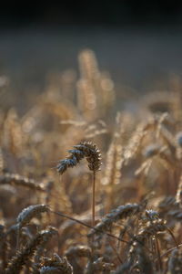 Close-up of plant