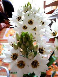 Close-up of white flowers