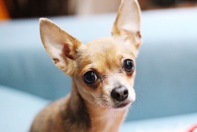 Close-up portrait of a dog at home