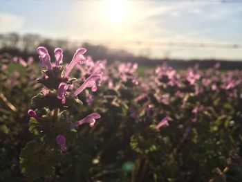 flower