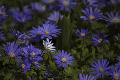 Close-up of purple flowers blooming outdoors