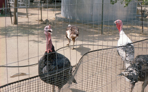 High angle view of birds in cage