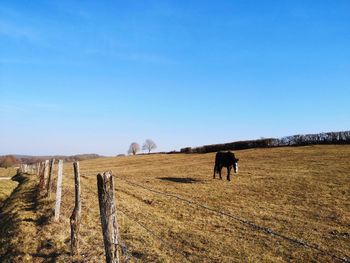 View of a horse on field