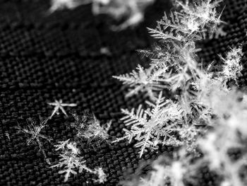 Close-up of christmas tree during winter