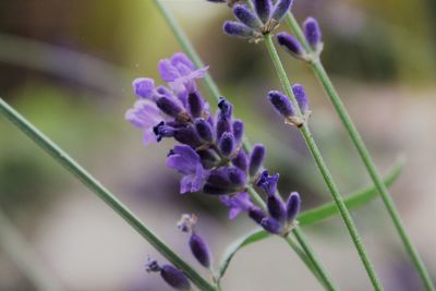 Close-up of purple thistle flowers