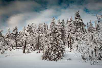 Snow covered trees on field against sky