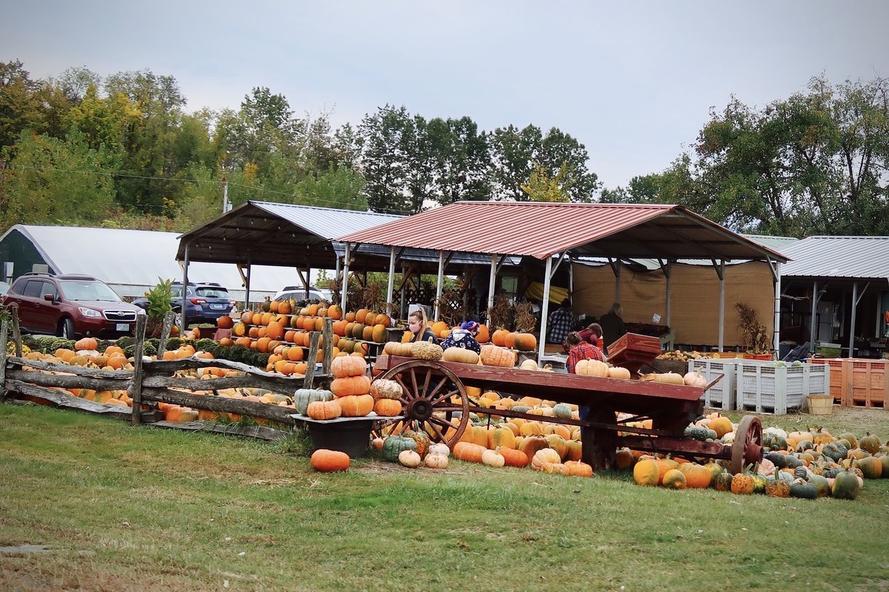 VIEW OF PUMPKINS IN FIELD