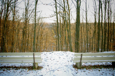 Bare trees on snow covered landscape