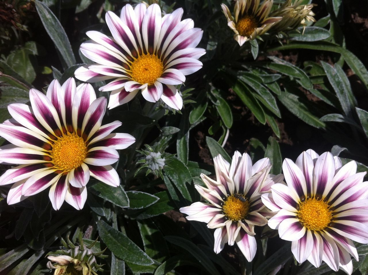 flower, petal, freshness, fragility, flower head, beauty in nature, growth, blooming, pollen, high angle view, plant, nature, in bloom, yellow, close-up, leaf, purple, daisy, pink color, blossom