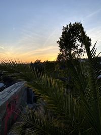 Plants growing on field against sky during sunset