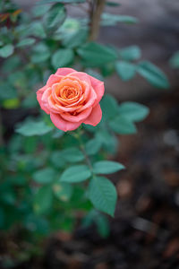 Close-up of pink rose