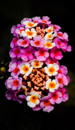 Close-up of flowers