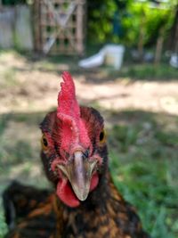 Close-up of rooster