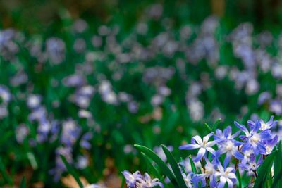 Close-up of purple flowering plant