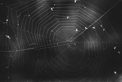 Close-up of spider web