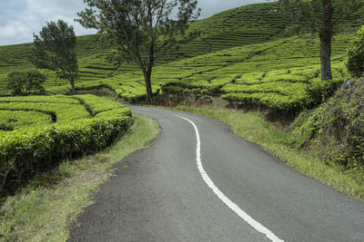 Road amidst field and trees