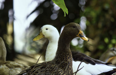 Close-up of a bird