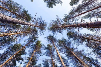 Low angle view of trees against sky