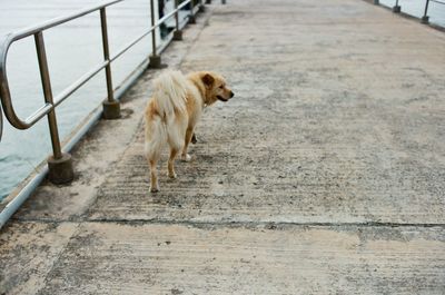 Dog walking outdoors