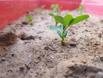 Close-up of small plant