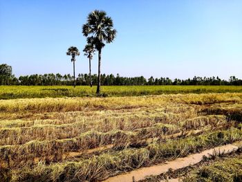 Rice field