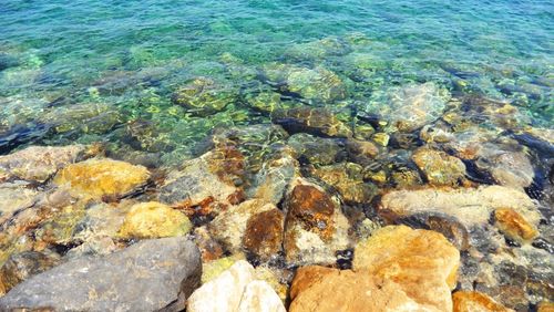 High angle view of turtle in sea