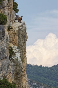 Griffon vulture standing on the side of the cliff, drome provencale, france