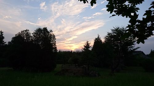 Trees against sky during sunset