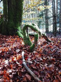 Autumn leaves on tree trunk in forest