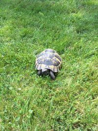 High angle view of tortoise on grass