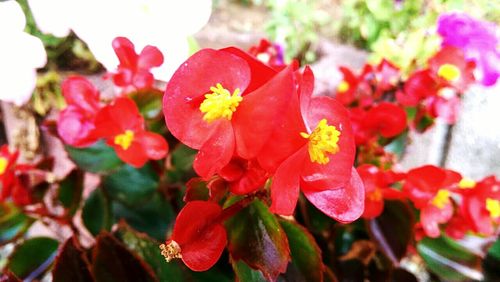 Close-up of red flower