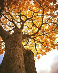 Low angle view of tree against sky during sunset