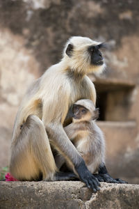 Infant embracing monkey while sitting on retaining wall