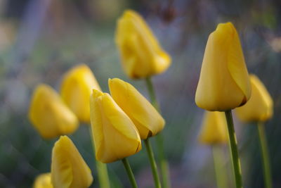 Close-up of yellow flowering plant