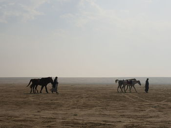 Horses on beach against sky