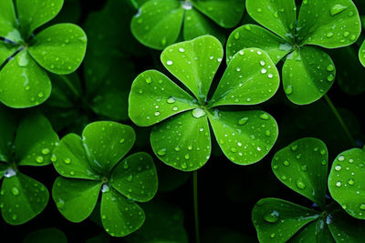 Close-up of raindrops on leaves