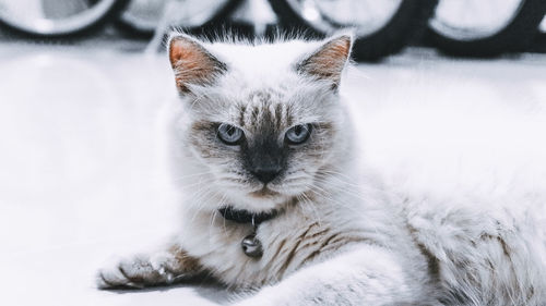 Portrait of white cat
